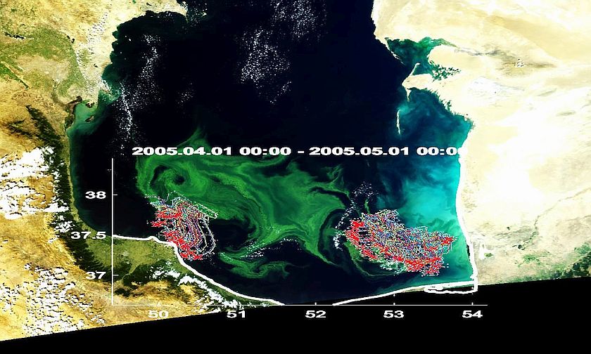 Abnormal phytoplankton blooming zone position and river waters distribution in 2005